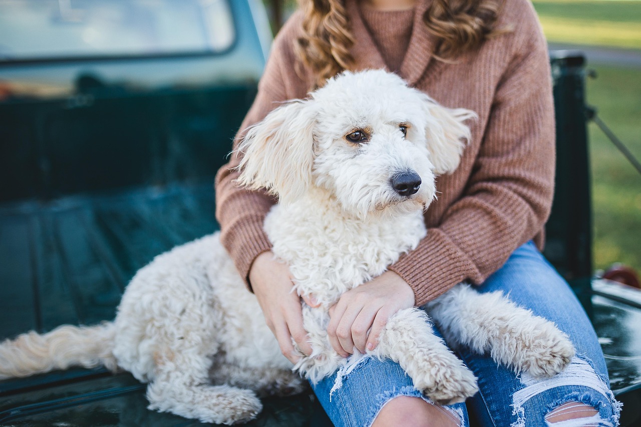 dog, woman, owner, pet, companion, friends, friendship, canine, fur, furry, furry dog, mammal, animal, adorable, cuddle, cute